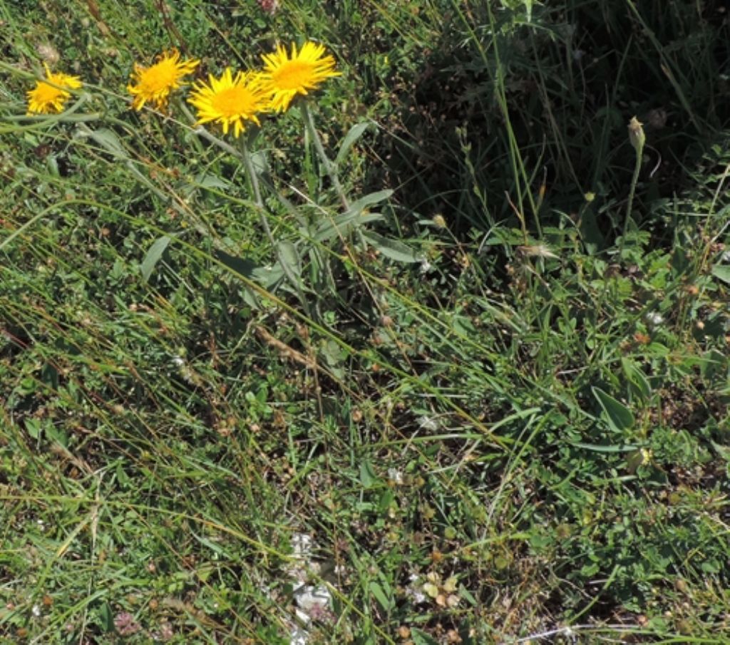 Inula montana (Asteraceae)